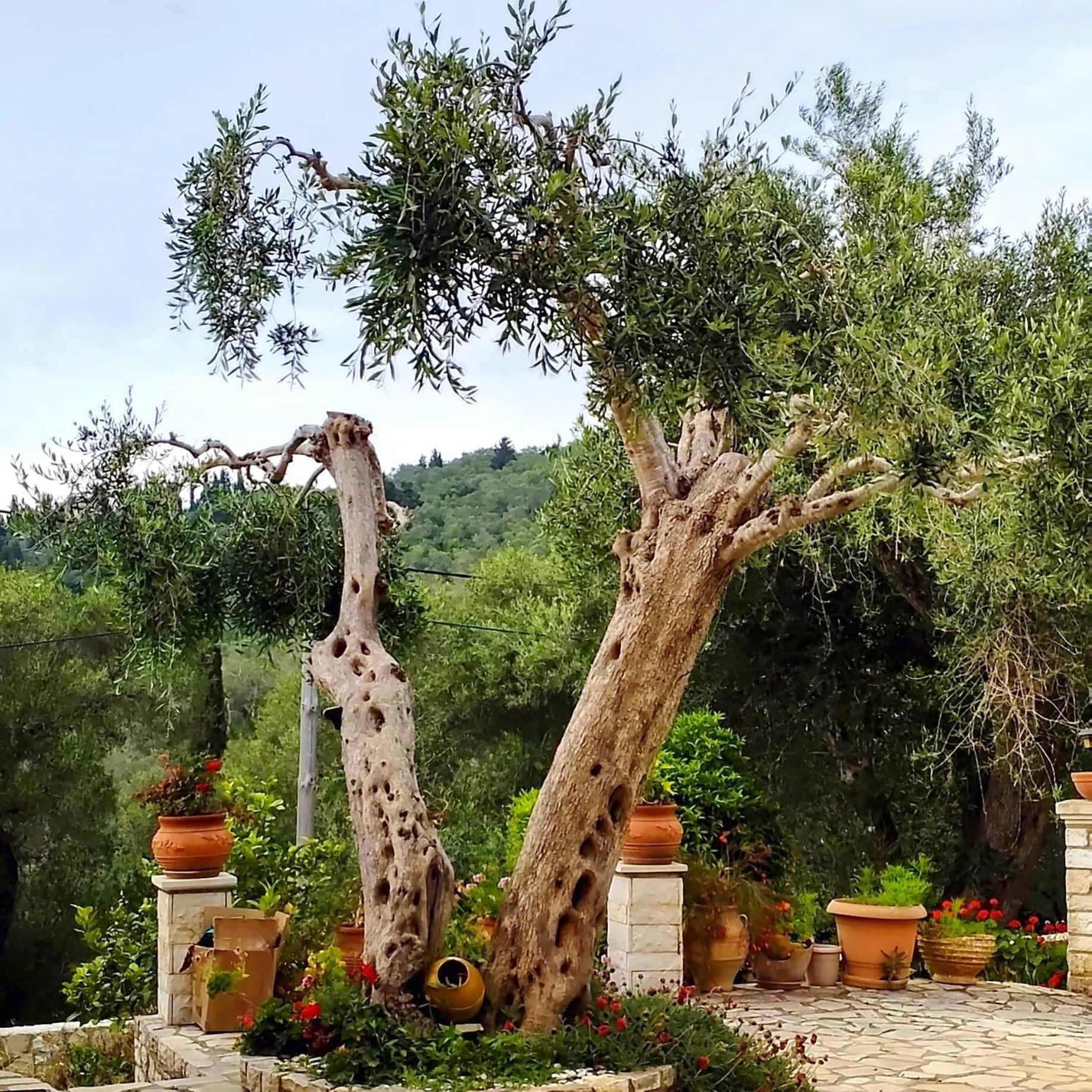 Villa Raxi Fountana Экстерьер фото
